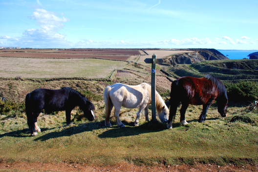 Picture: Wales Coast Path Ponies